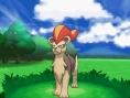 Pokémon X et Y : le plein d'images