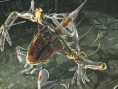 Freedom Wars : grosse fournée d'images