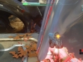 Halo 5 : nouveau leak d'infos (multi)