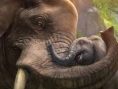 Zoo Tycoon Returns sur XBO et 360