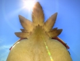 Final Fantasy XIV : Gros Chocobo illustré