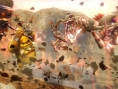 Screens Hyrule Warriors
