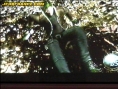 Resident Evil 4 : Plus d'images