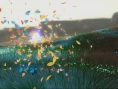 Flower : un tourbillon d'images