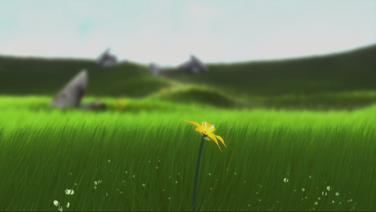 Flower : new pics