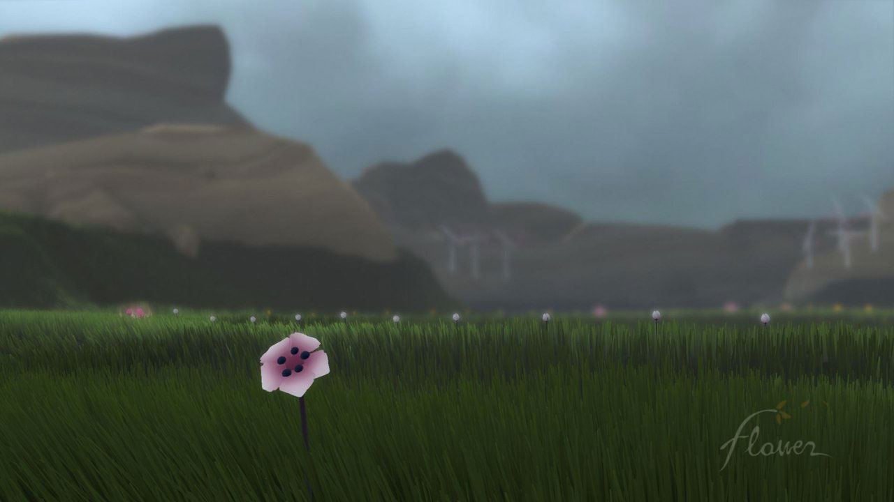 Flower : video and pics