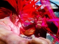 Street Fighter V : les serveurs en rade