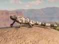 Red Dead Redemption 2 montre sa faune