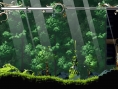 Record of Lodoss War : Deedlit in Wonder Labyrinth a enfin sa date (sur PC)
