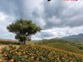 Forza Horizon 5 dévoile ses décors