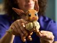 LEGO : les premiers sets Pokémon se montrent