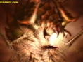 Metroid Prime 2 : 159 images !