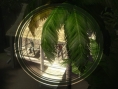 Far Cry plus séduisant que jamais