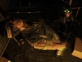 Sam Fisher sort de l'ombre