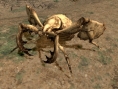 Final Fantasy XI : nouvelles images
