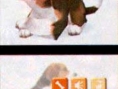 Nintendogs : les premières images