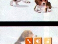 Nintendogs : les premières images