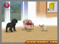 Nintendogs, Attention chien méchant