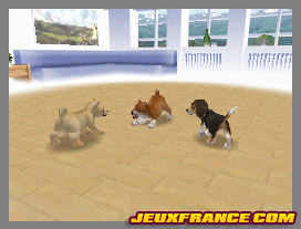 Nintendogs, Attention chien méchant