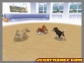 Nintendogs, Attention chien méchant