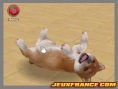 Nintendogs, Attention chien méchant