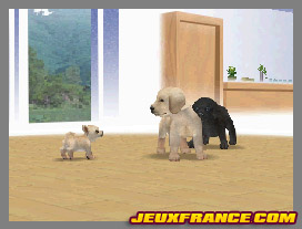 Nintendogs, Attention chien méchant