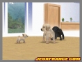 Nintendogs, Attention chien méchant