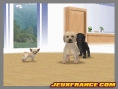 Nintendogs, Attention chien méchant
