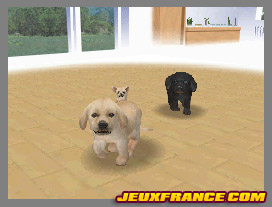 Nintendogs, Attention chien méchant