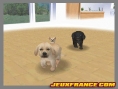 Nintendogs, Attention chien méchant