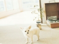 Nintendogs : Plus d'images