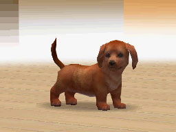 Nintendogs : Plus d'images
