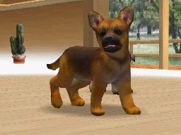 Nintendogs : Plus d'images