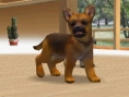 Nintendogs : Plus d'images