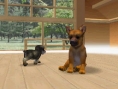 Nintendogs : Plus d'images