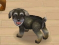 Nintendogs : Plus d'images