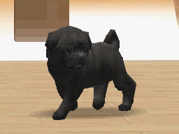 Nintendogs : Plus d'images