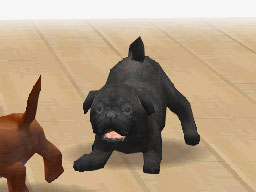 Nintendogs : Plus d'images