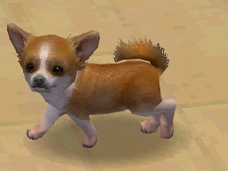 Nintendogs : Plus d'images