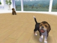 Nintendogs : Plus d'images