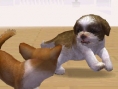 Nintendogs : Plus d'images