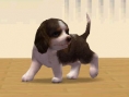 Nintendogs : Plus d'images