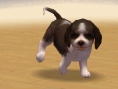 Nintendogs