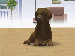 Nintendogs : Plus d'images