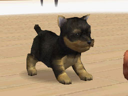 Nintendogs : Plus d'images