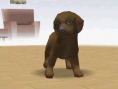 Nintendogs