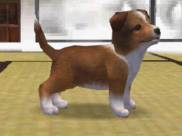 Nintendogs : Plus d'images
