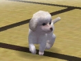 Nintendogs : Plus d'images