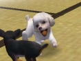 Nintendogs