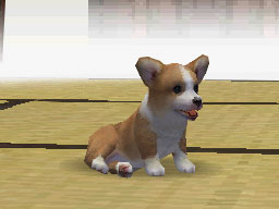 Nintendogs : Plus d'images